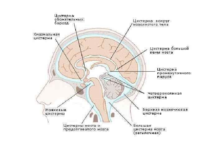 Самые крупные вместилища подпаутинного пространства ГМ: 