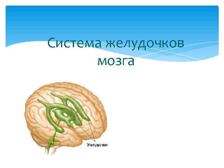 Система желудочков мозга 