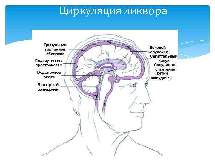 Циркуляция ликвора 