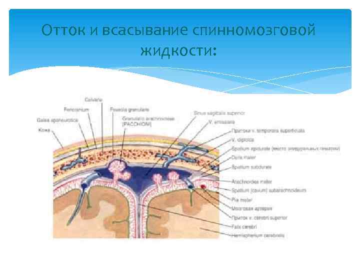 Отток и всасывание спинномозговой жидкости: 