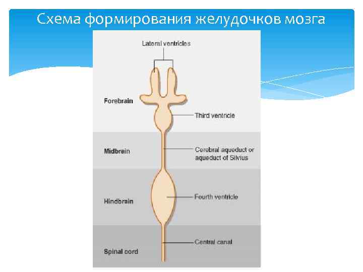 Схема формирования желудочков мозга 