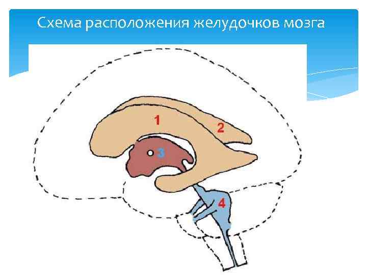 Схема расположения желудочков мозга 