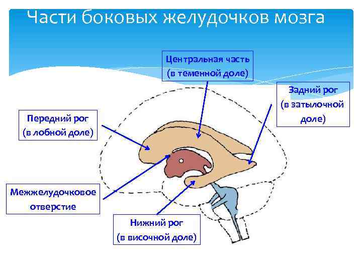 Части боковых желудочков мозга Центральная часть (в теменной доле) Задний рог (в затылочной доле)