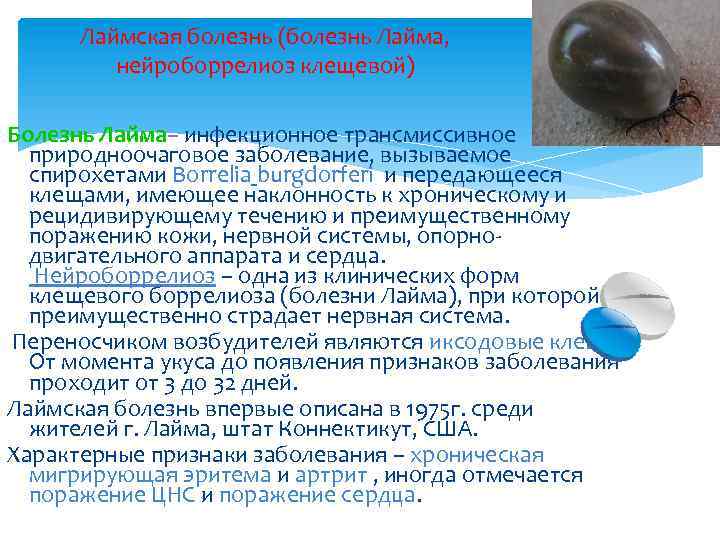 Лаймская болезнь (болезнь Лайма, нейроборрелиоз клещевой) Болезнь Лайма– инфекционное трансмиссивное природноочаговое заболевание, вызываемое спирохетами