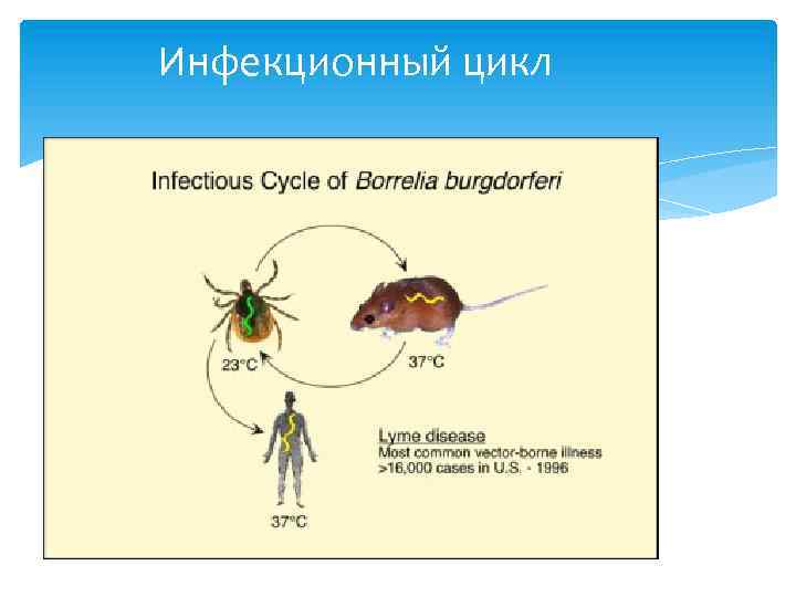 Инфекционный цикл 