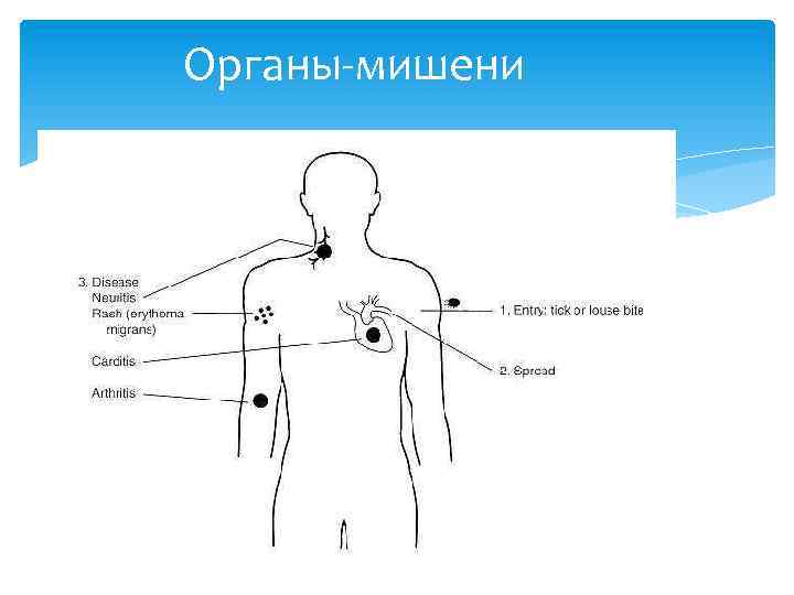 Органы-мишени 