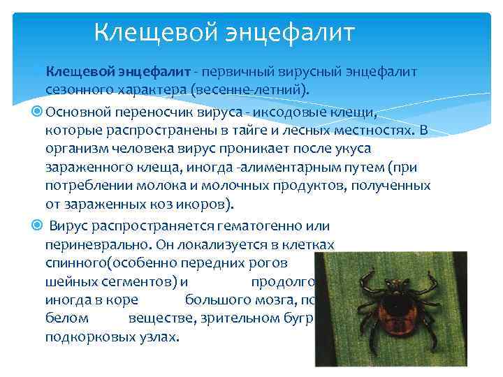 Клещевой энцефалит - первичный вирусный энцефалит сезонного характера (весенне-летний). Основной переносчик вируса - иксодовые