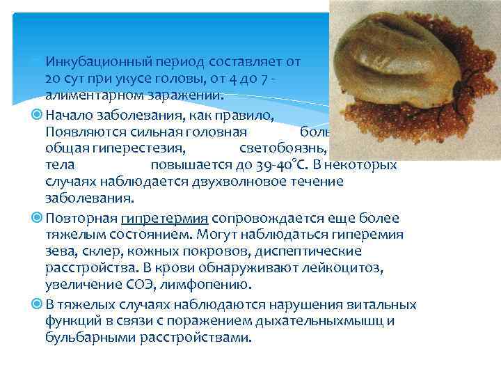  Инкубационный период составляет от 8 до 20 сут при укусе головы, от 4