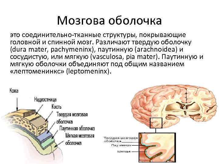 Мозгова оболочка это соединительно-тканные структуры, покрывающие головной и спинной мозг. Различают твердую оболочку (dura