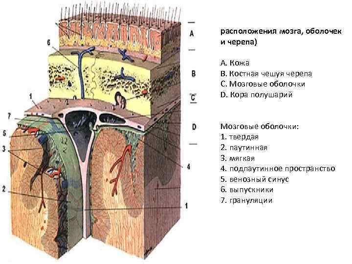 расположения мозга, оболочек и черепа) А. Кожа B. Костная чешуя черепа C. Мозговые оболочки