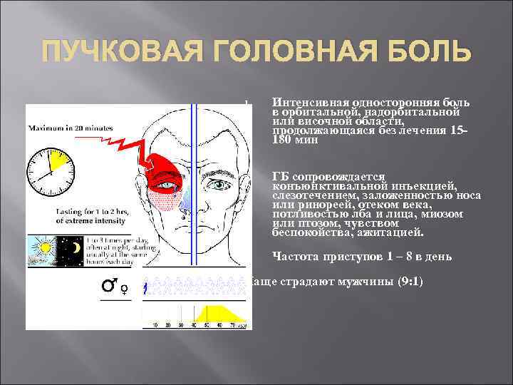 ПУЧКОВАЯ ГОЛОВНАЯ БОЛЬ 1. Интенсивная односторонняя боль в орбитальной, надорбитальной или височной области, продолжающаяся