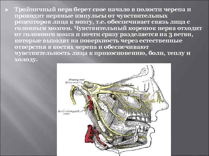  Тройничный нерв берет свое начало в полости черепа и проводит нервные импульсы от