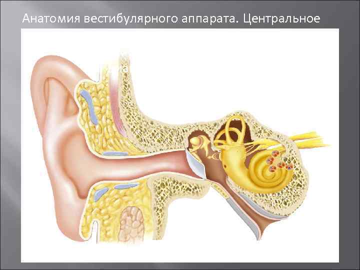 Анатомия вестибулярного аппарата. Центральное и периферическое головокружение. Дифференциальная диагностика. Лечение 