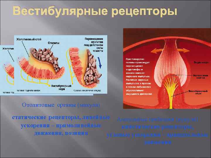 Вестибулярные рецепторы Отолитовые органы (макула) статические рецепторы, линейные Ампульные гребешки (купула) ускорения – прямолинейные