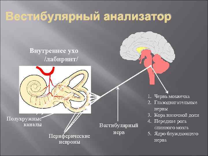 Вестибулярный анализатор Внутреннее ухо /лабиринт/ Полукружные каналы Периферические невроны Вестибулярный нерв 1. Червь мозжечка