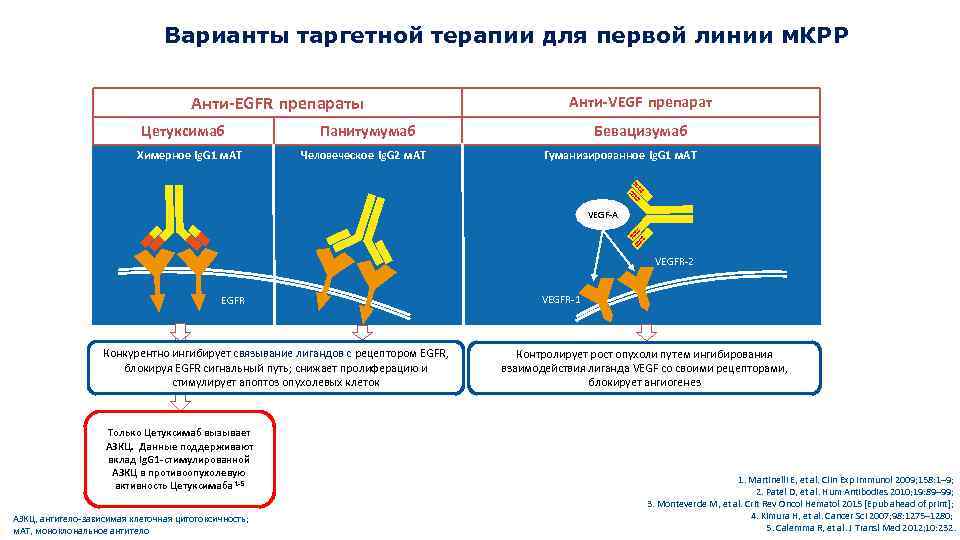 Варианты таргетной терапии для первой линии м. КРР Анти-EGFR препараты Цетуксимаб Химерное Ig. G