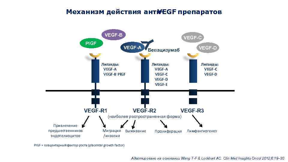 Механизм действия анти. VEGF препаратов PIGF VEGF-A Лиганды: VEGF-A VEGF-B Pl. GF VEGF-R 1