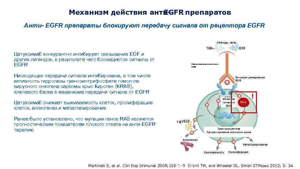 Механизм действия анти. EGFR препаратов Анти- EGFR препараты блокируют передачу сигнала от рецептора EGFR