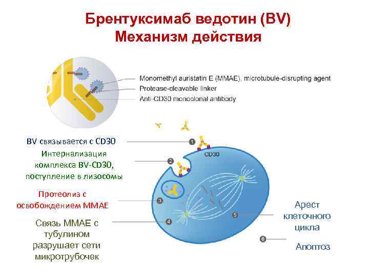 Брентуксимаб ведотин (BV) Механизм действия BV связывается с CD 30 Интернализация комплекса BV-CD 30,