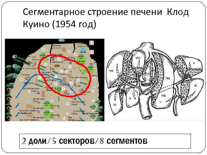 Сегментарное строение печени Клод Куино (1954 год) 2 доли/5 секторов/8 сегментов 