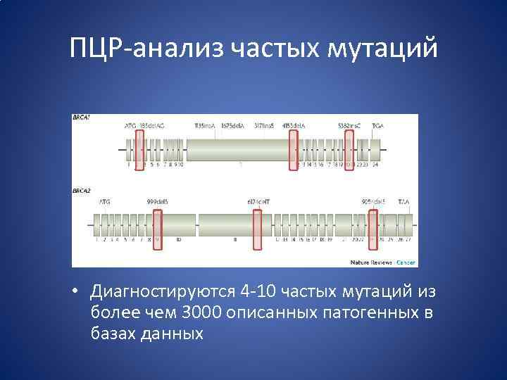 ПЦР-анализ частых мутаций • Диагностируются 4 -10 частых мутаций из более чем 3000 описанных