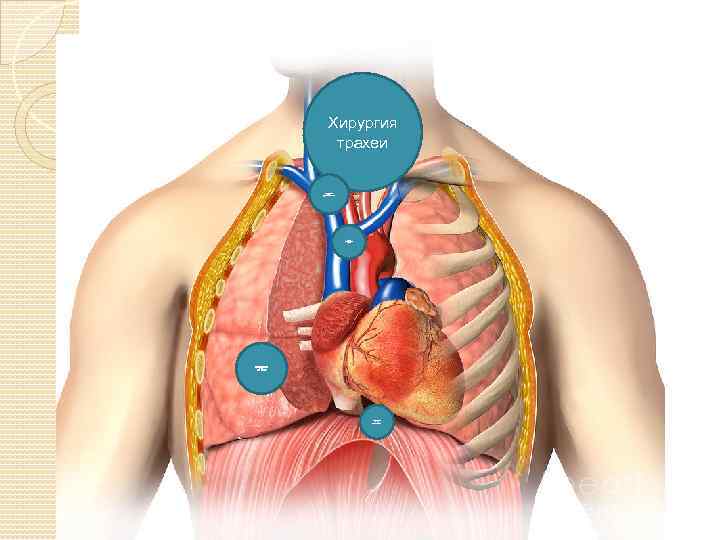 Хирургия трахеи Хирургия средостения хирургия магистральных сосудов Хирургия легких Хирургия пищевода 