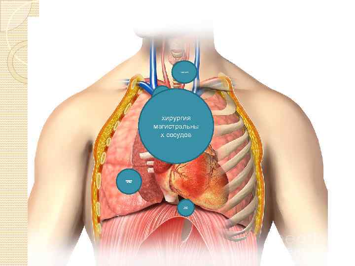 Хирургия трахеи Хирургия средостения хирургия магистральны х сосудов Хирургия легких Хирургия пищевода 