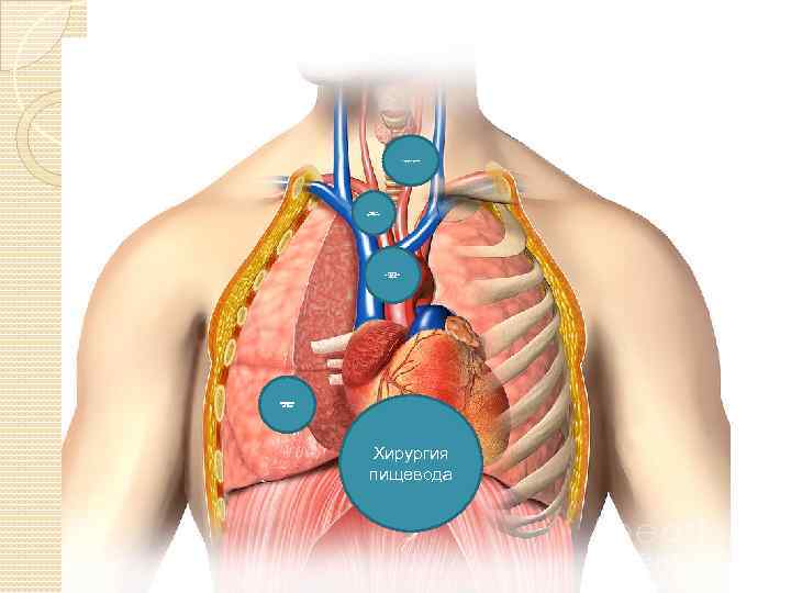 Хирургия трахеи Хирургия средостения хирургия магистральных сосудов Хирургия легких Хирургия пищевода 