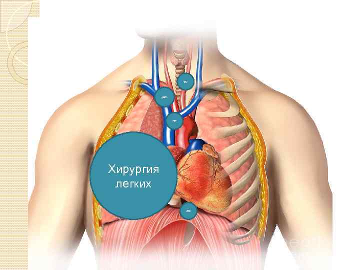 Хирургия трахеи Хирургия средостения хирургия магистральных сосудов Хирургия легких Хирургия пищевода 