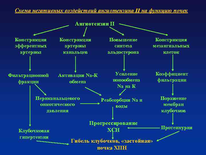 Схема негативных воздействий ангиотензина II на функцию почек Ангиотензин II Констрикция эфферентных артериол Фильтрационной