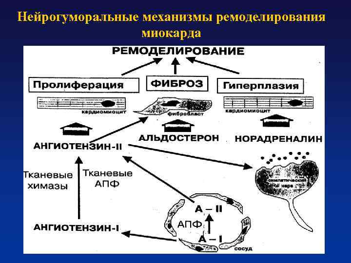 Нейрогуморальные механизмы ремоделирования миокарда 