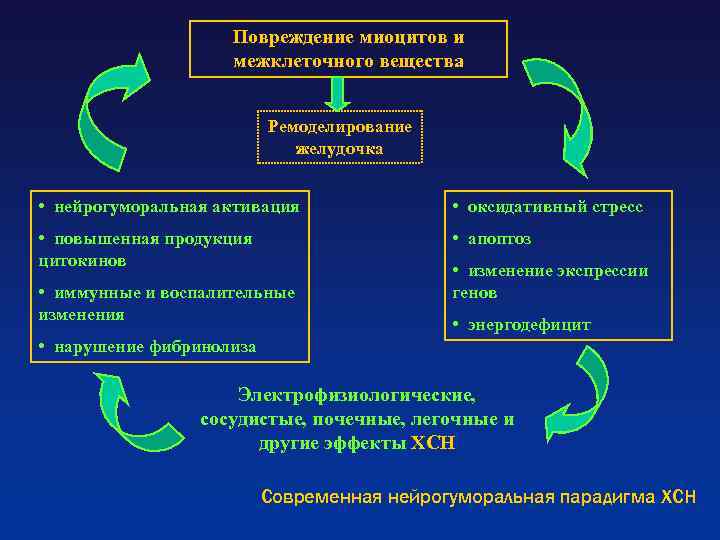 Повреждение миоцитов и межклеточного вещества Ремоделирование желудочка • нейрогуморальная активация • оксидативный стресс •