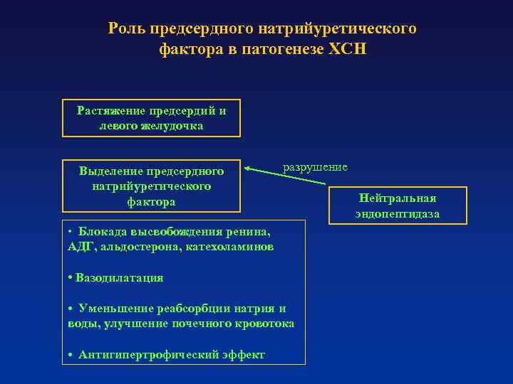 Роль предсердного натрийуретического фактора в патогенезе ХСН Растяжение предсердий и левого желудочка Выделение предсердного