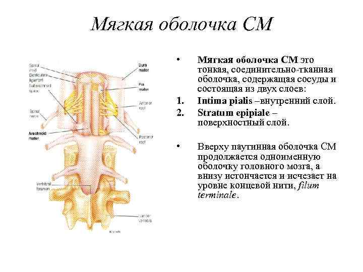 Мягкая оболочка