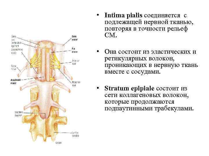 Органы человека спинной мозг. Слои спинного мозга. Внешний спинной мозг представляет собой. Спинной мозг теория. Источник развития спинного мозга.