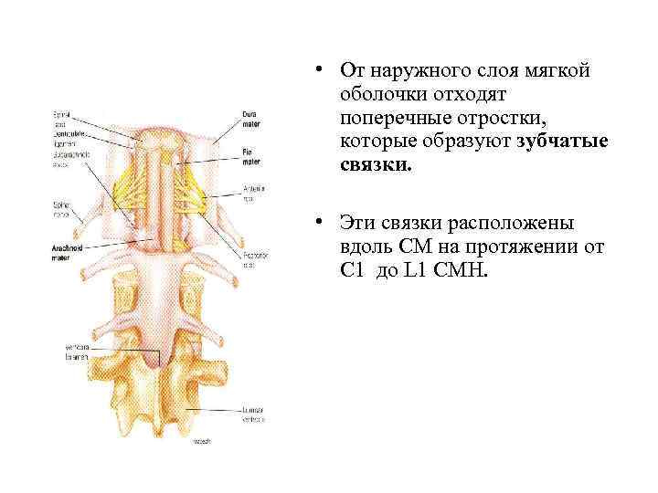 Спинной и головной мозг тест 8 класс. Зубчатая связка спинного мозга. Поперечный разрез спинного мозга. Слои оболочек спинного мозга.