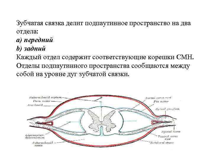 Зубчатая связка делит подпаутинное пространство на два отдела: a) передний b) задний Каждый отдел