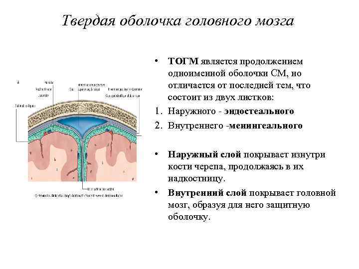 3 слоя мозга