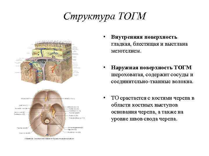 Структура ТОГМ • Внутренняя поверхность гладкая, блестящая и выстлана мезотелием. • Наружная поверхность ТОГМ