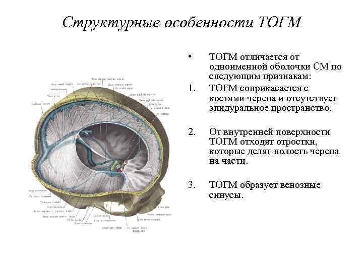 Синусы твердой мозговой оболочки анатомия