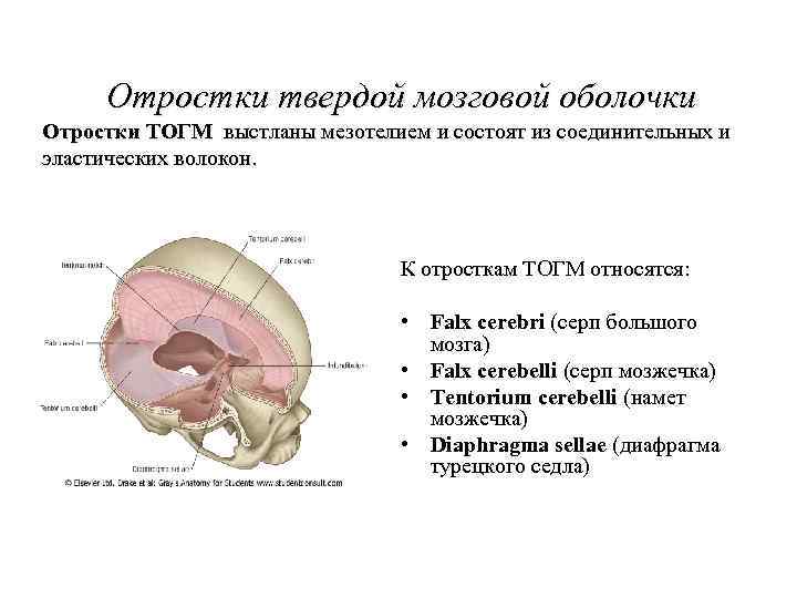 Серп большого мозга. Отростки твердой оболочки головного мозга. Отростки твердой мозговой оболочки. Серповидный отросток твёрдой мозговой оболочки. Серп большого мозга (твердая оболочка головного мозга).
