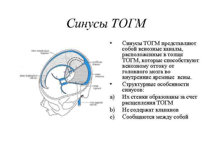 Синусы ТОГМ • • a) b) c) Синусы ТОГМ представляют собой венозные каналы, расположенные
