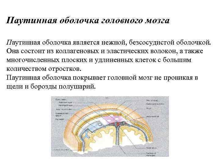 Спинной мозг оболочки. Паутинная оболочка головного мозга. Паутинная оболочка мозга функции. Паутинная оболочка спинного мозга. Паутинная мозговая оболочка построена из.