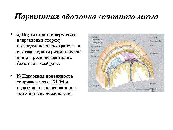Паутинная оболочка головного мозга • a) Внутренняя поверхность направлена в сторону подпаутинного пространства и