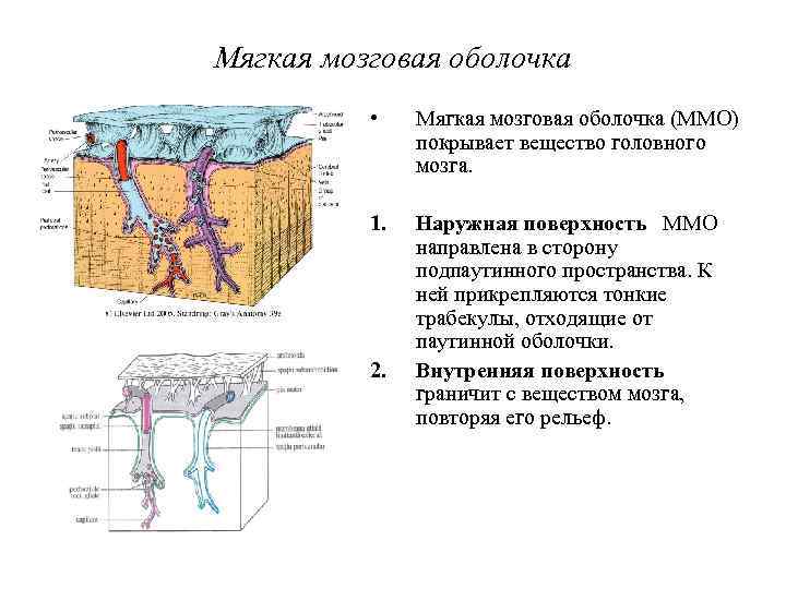 Мягкая мозговая оболочка • Мягкая мозговая оболочка (ММО) покрывает вещество головного мозга. 1. Наружная