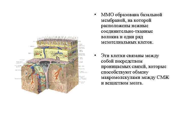  • ММО образована базальной мембраной, на которой расположены нежные соединительно-тканные волокна и один