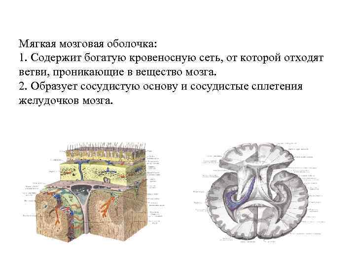Мягкая мозговая оболочка: 1. Содержит богатую кровеносную сеть, от которой отходят ветви, проникающие в