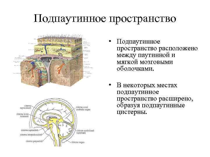 Субарахноидальное пространство расширение форум. Подпаутинное субарахноидальное пространство. Паутинная оболочка. Подпаутинные цистерны. Цистерны подпаутинного пространства головного мозга. Субарахноидальное пространство спинного мозга.