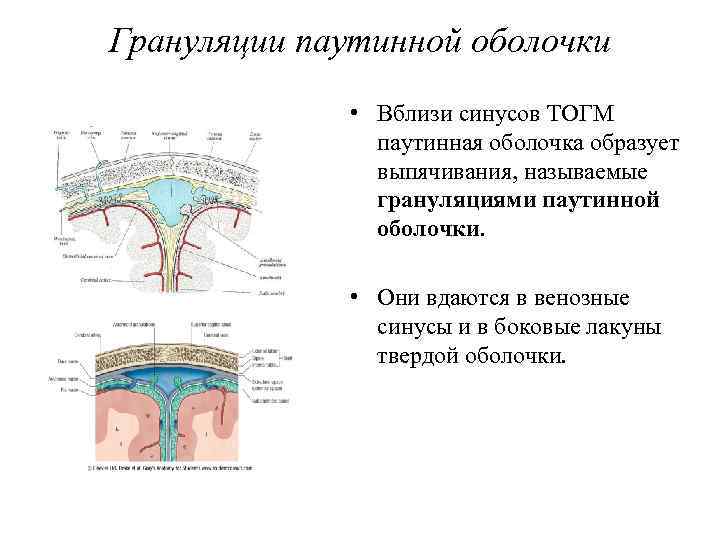 Грануляции паутинной оболочки • Вблизи синусов ТОГМ паутинная оболочка образует выпячивания, называемые грануляциями паутинной