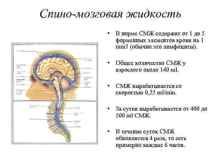 Спино-мозговая жидкость • В норме СМЖ содержит от 1 до 5 форменных элементов крови